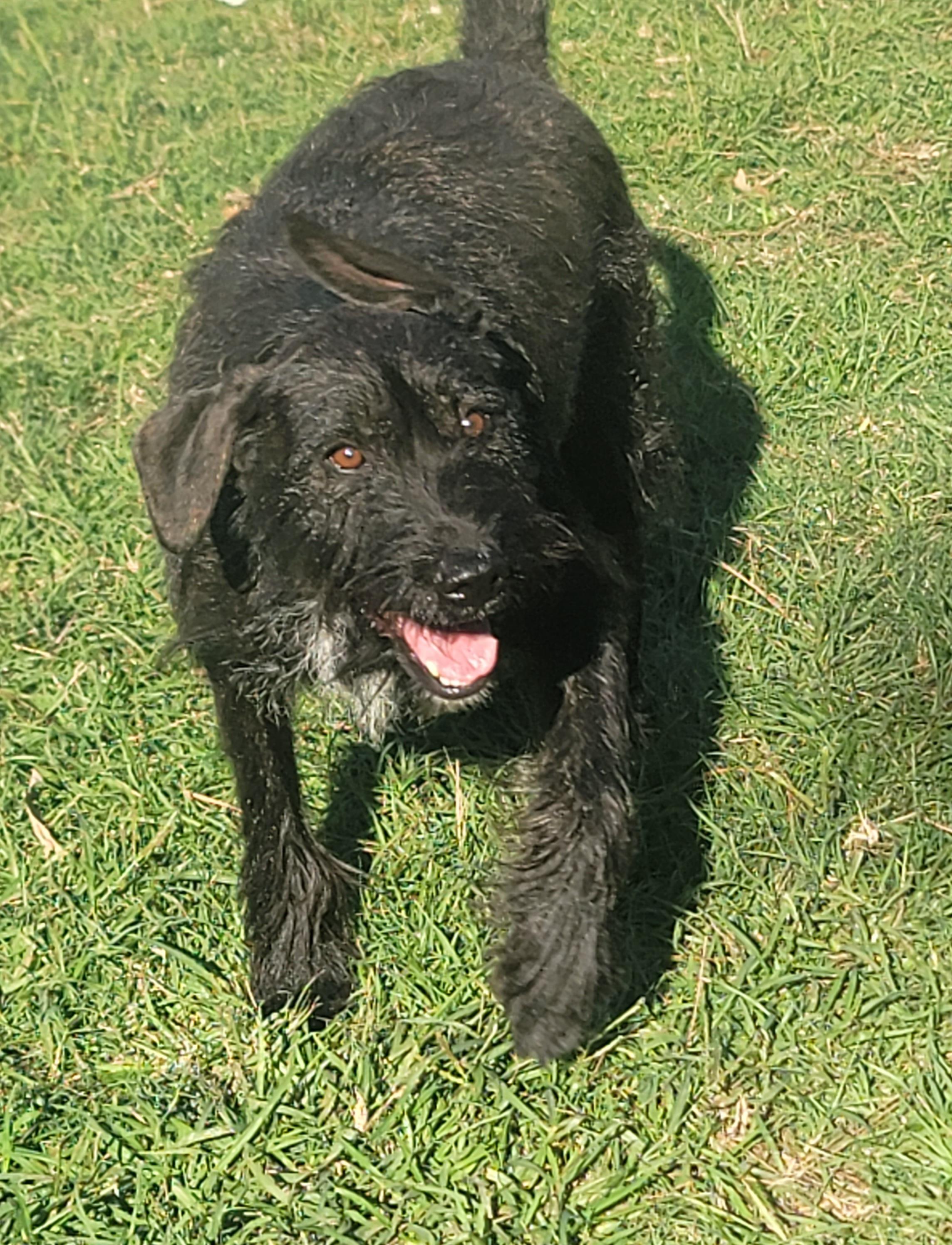 Enlarge Nico, a Adoptable mixed breed in HARRISBURG , PA image 3/6