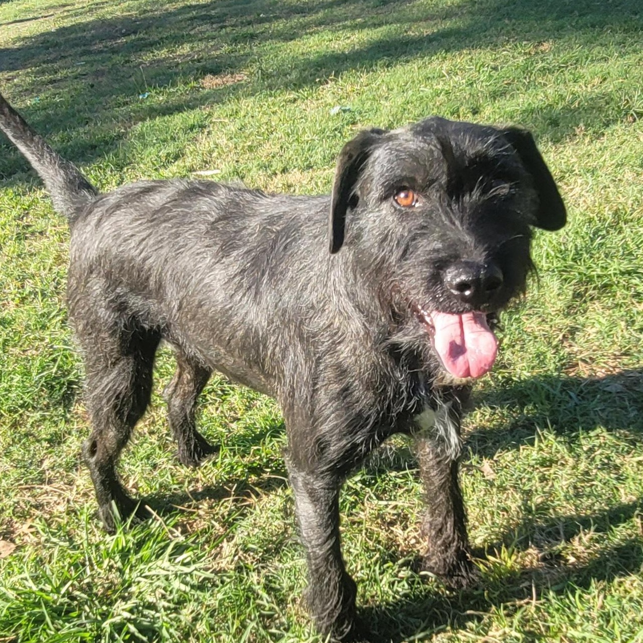 Enlarge Nico, a Adoptable mixed breed in HARRISBURG , PA image 5/6