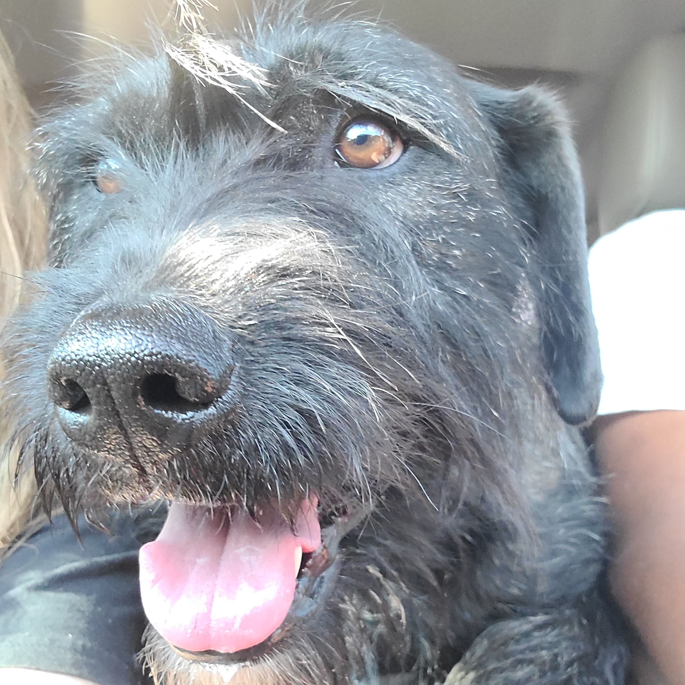 Enlarge Nico, a Adoptable mixed breed in HARRISBURG , PA image 1/6