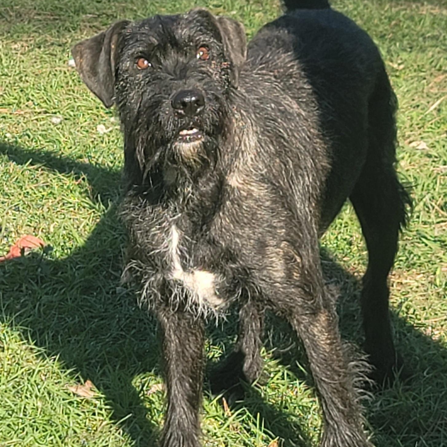 Enlarge Nico, a Adoptable mixed breed in HARRISBURG , PA image 2/6