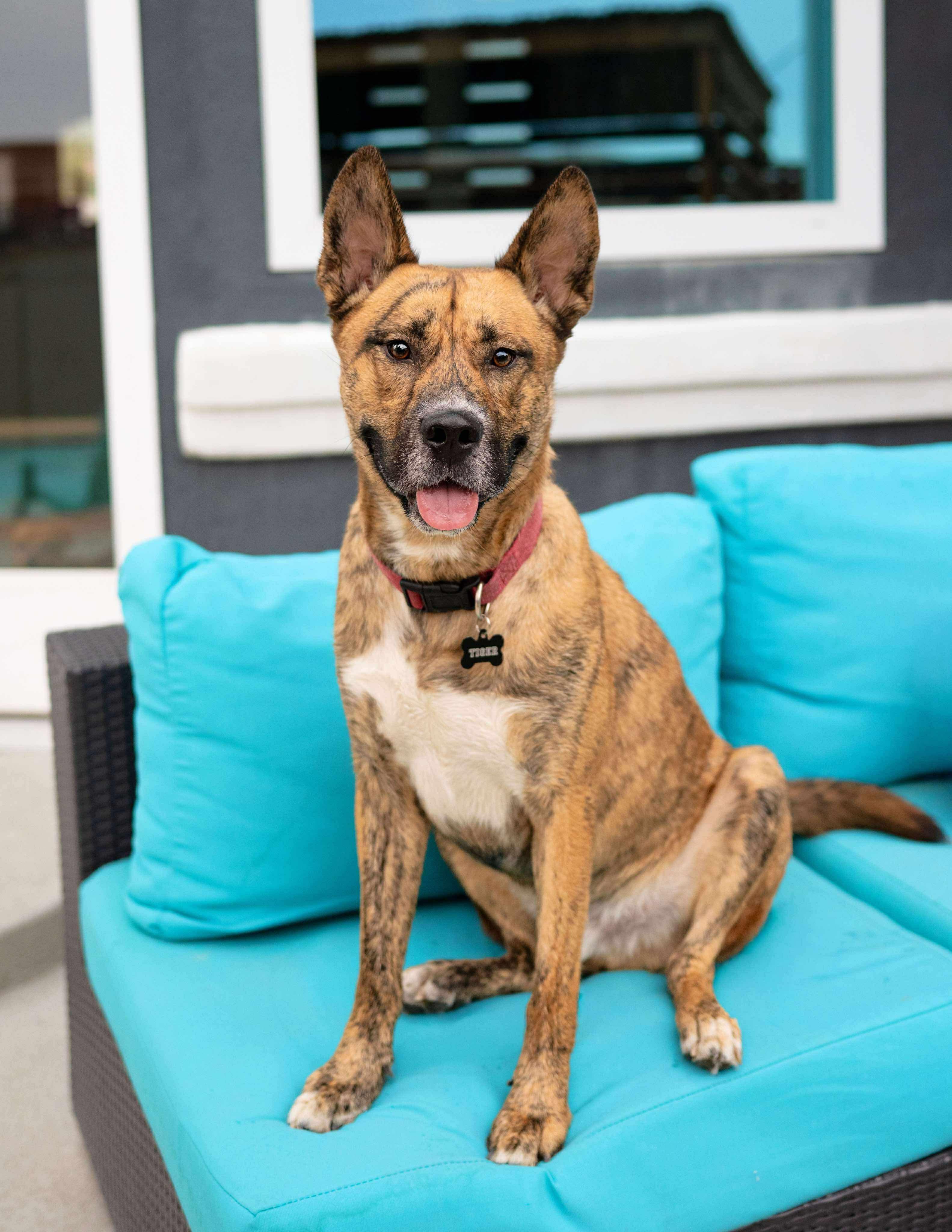 Tiger, Adoptable, Young Male Husky.