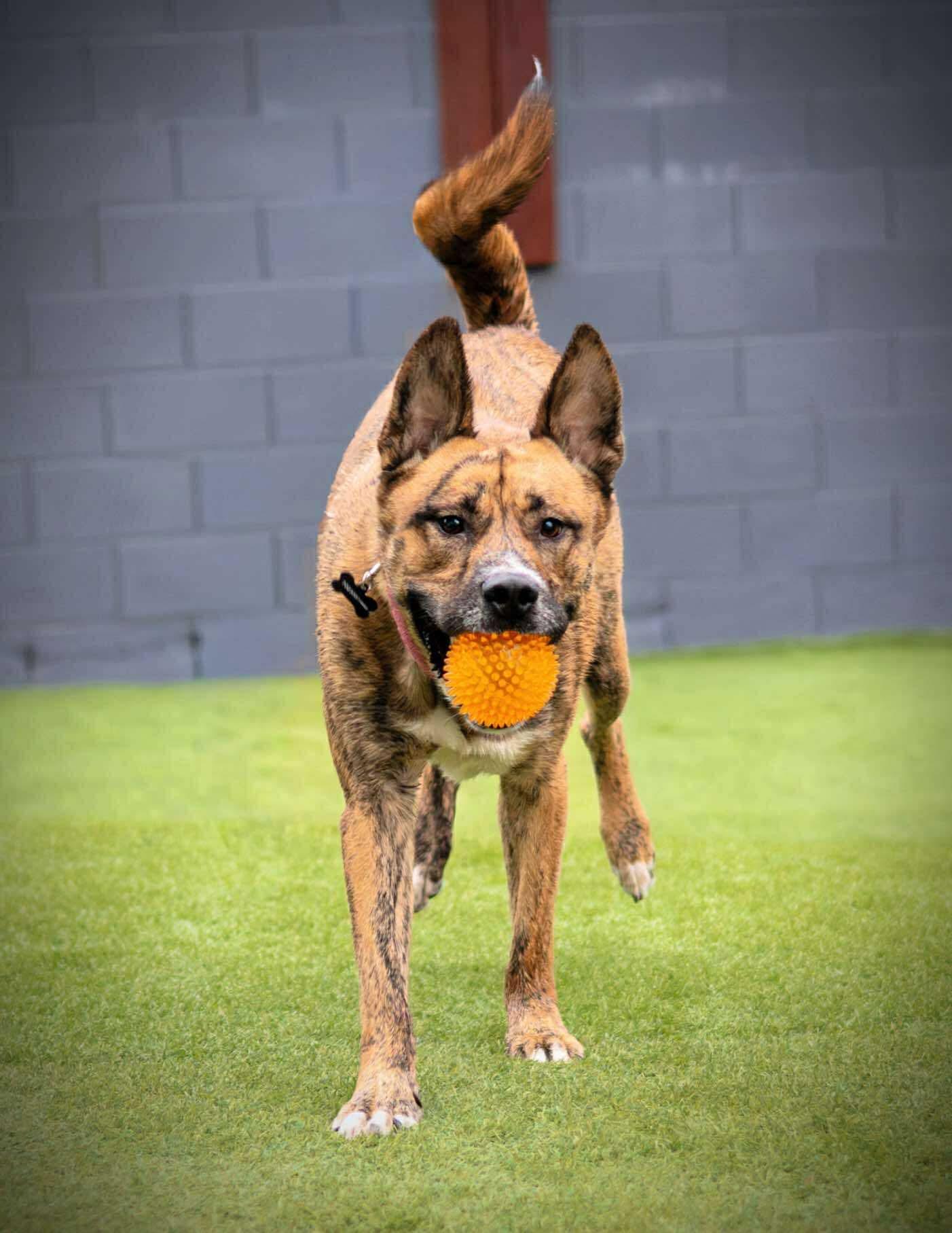 Tiger, a Adoptable mixed breed in Las Vegas, NV image 2/5