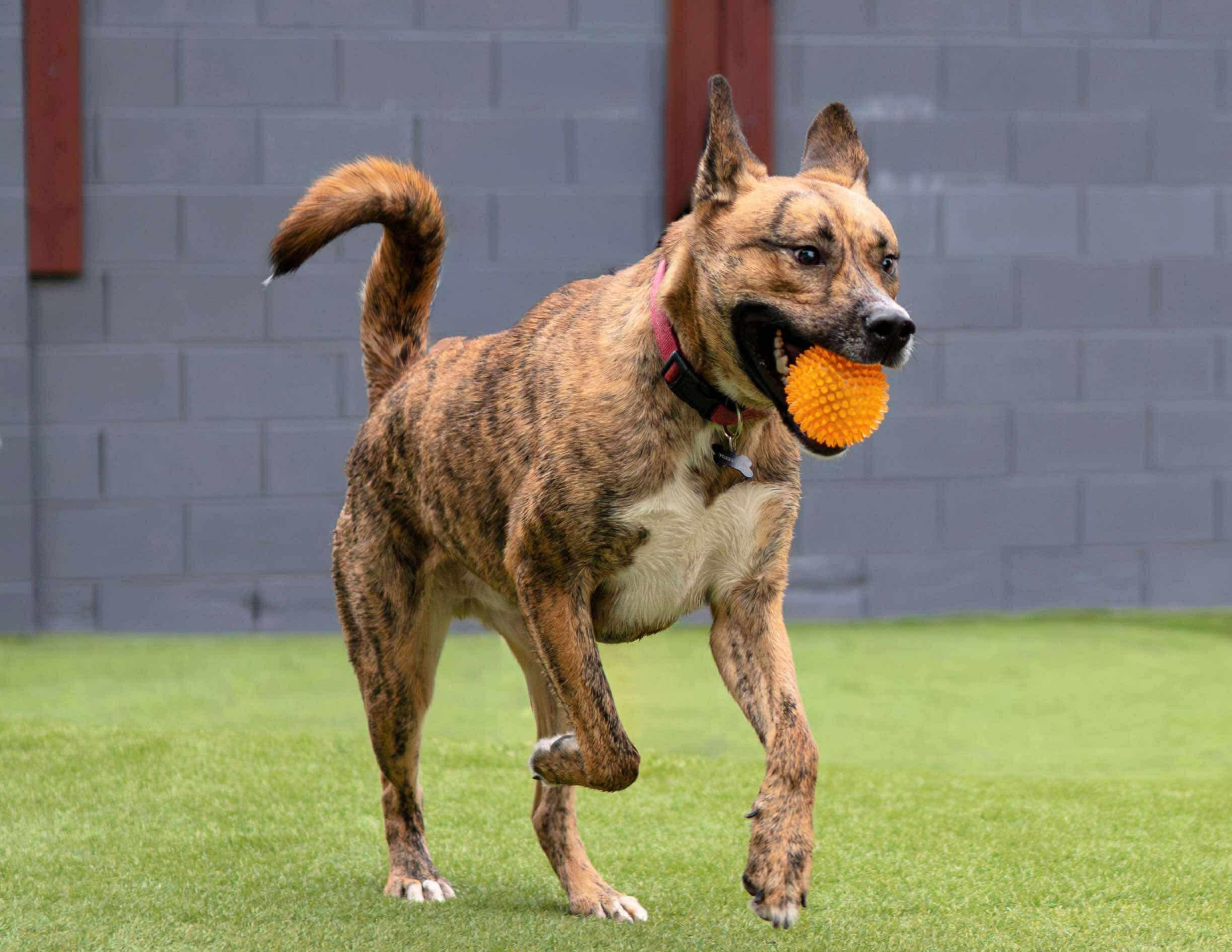 Tiger, a Adoptable mixed breed in Las Vegas, NV image 3/5