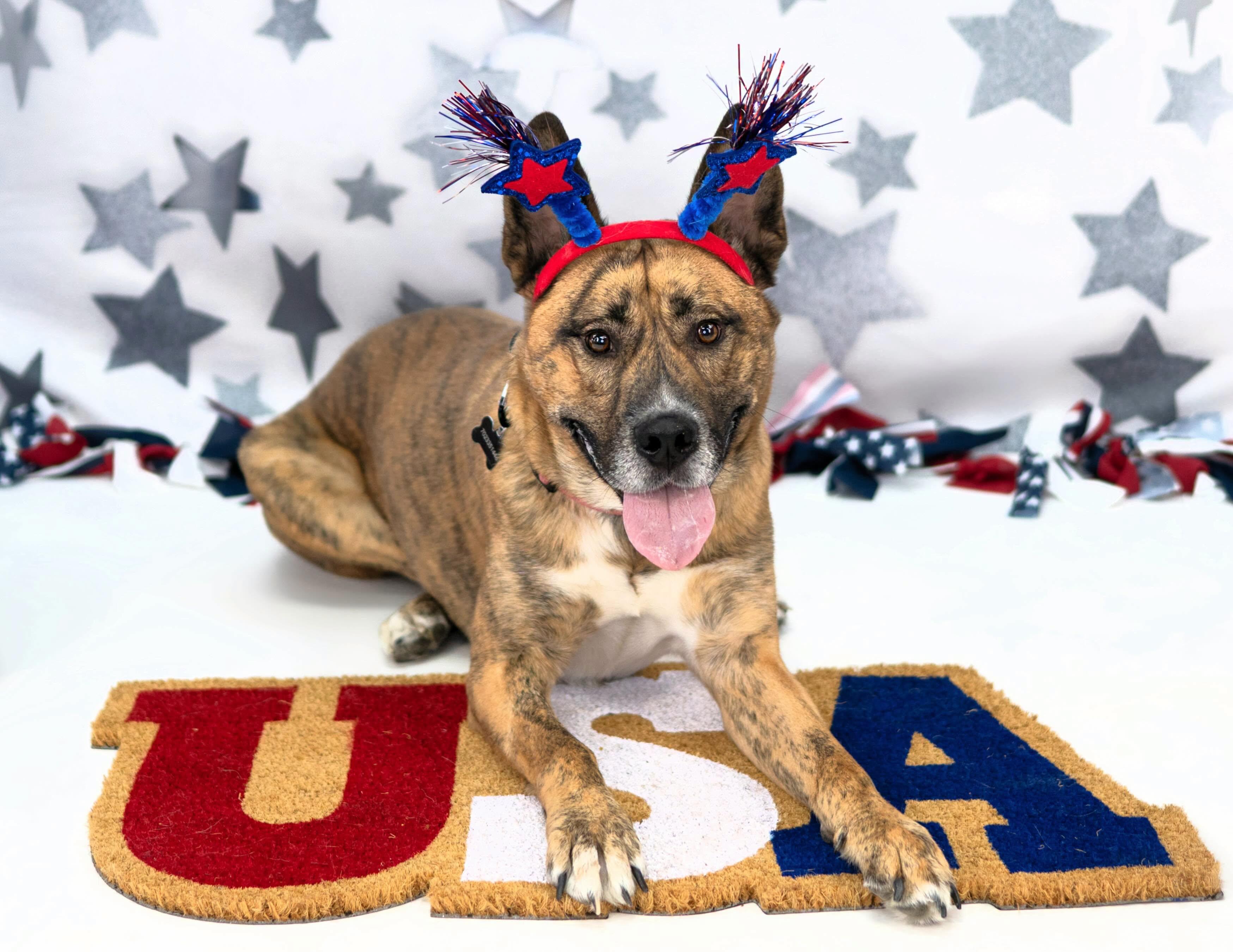 Tiger, a Adoptable mixed breed in Las Vegas, NV image 3/6