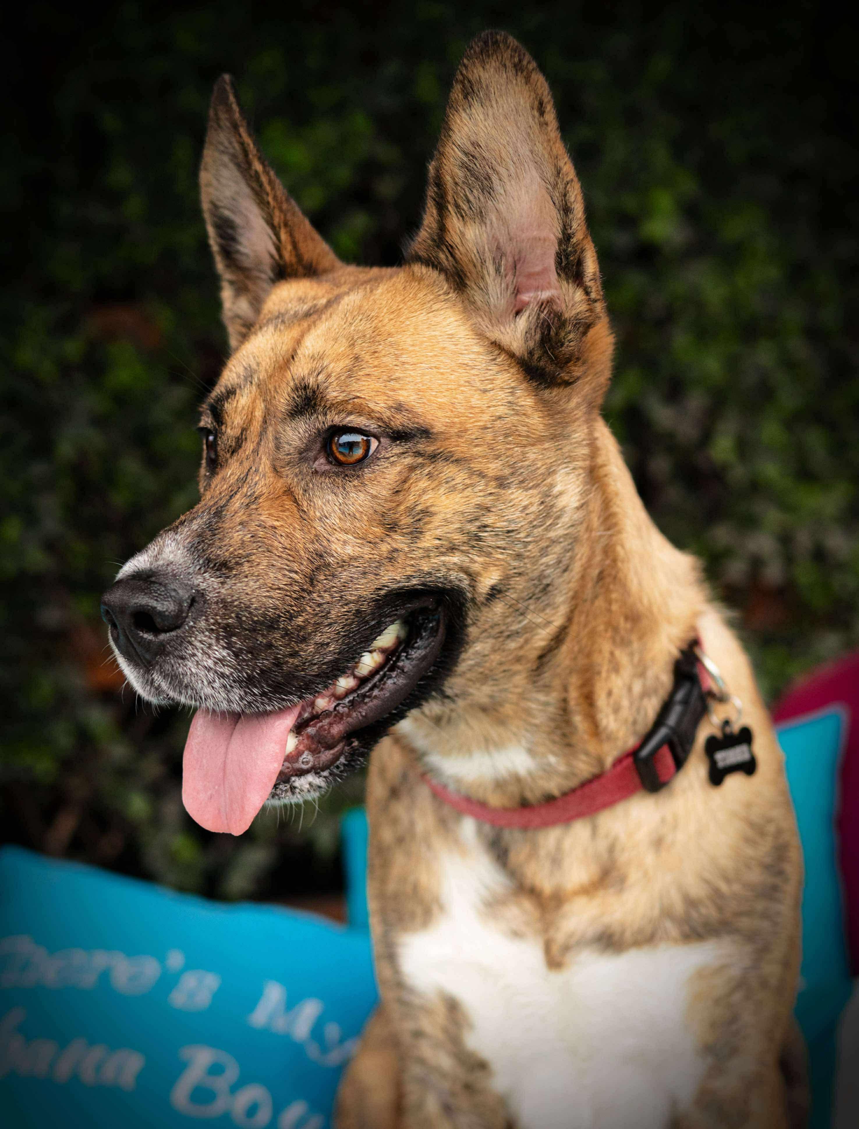 Tiger, Adoptable, Young Male Husky & Akita.