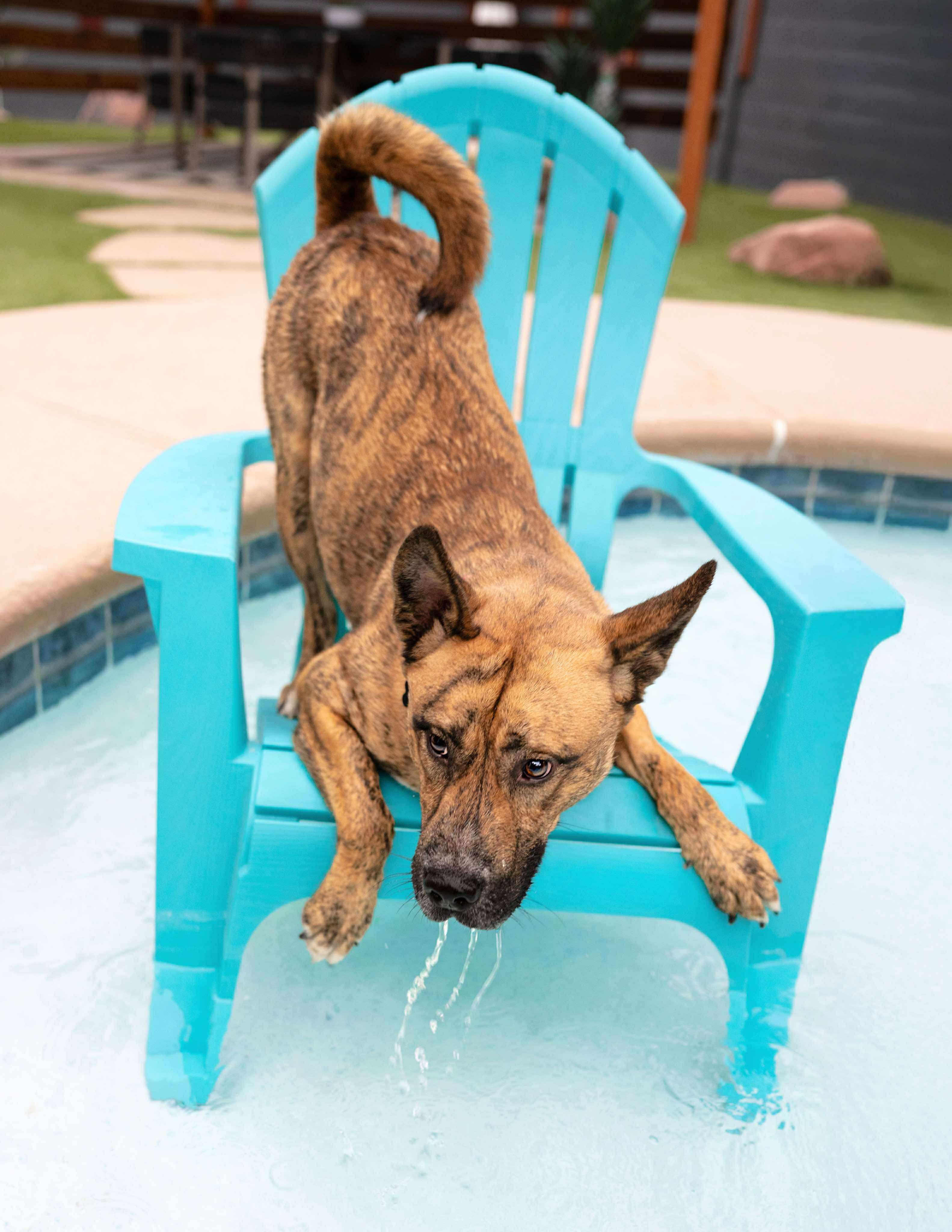 Tiger, a Adoptable mixed breed in Las Vegas, NV image 5/5