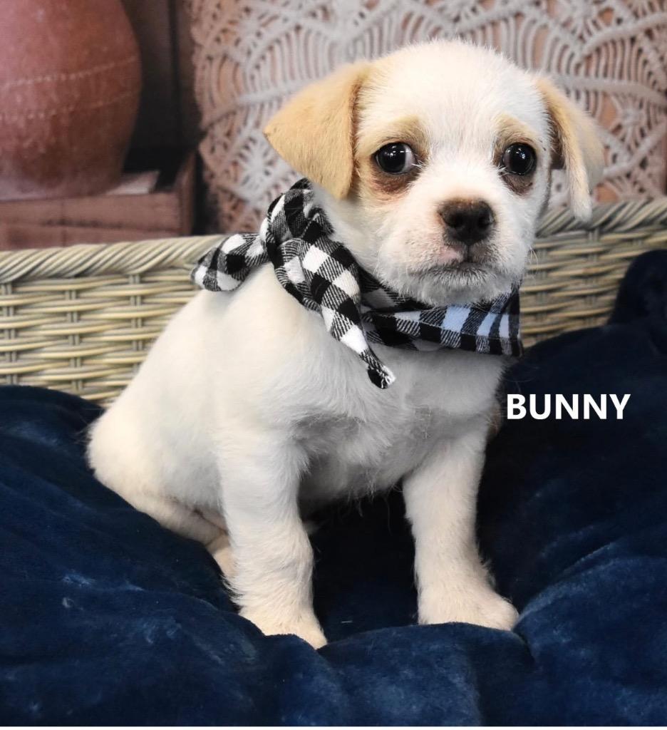 Bunny, Adoptable, Puppy Male Shepherd.
