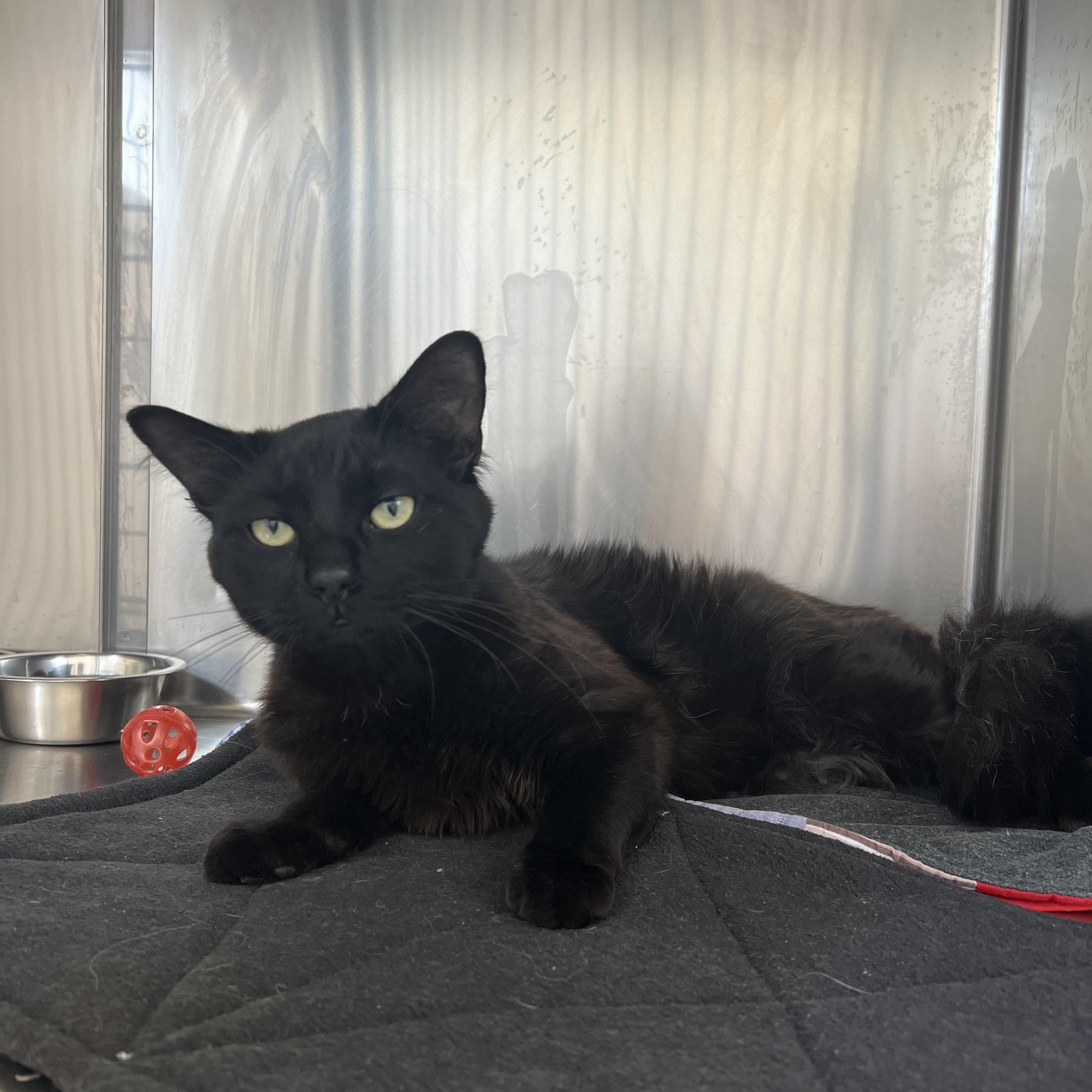 Enlarge Baxter, an adopted Domestic Short Hair in St Stephen, NB image 2/2