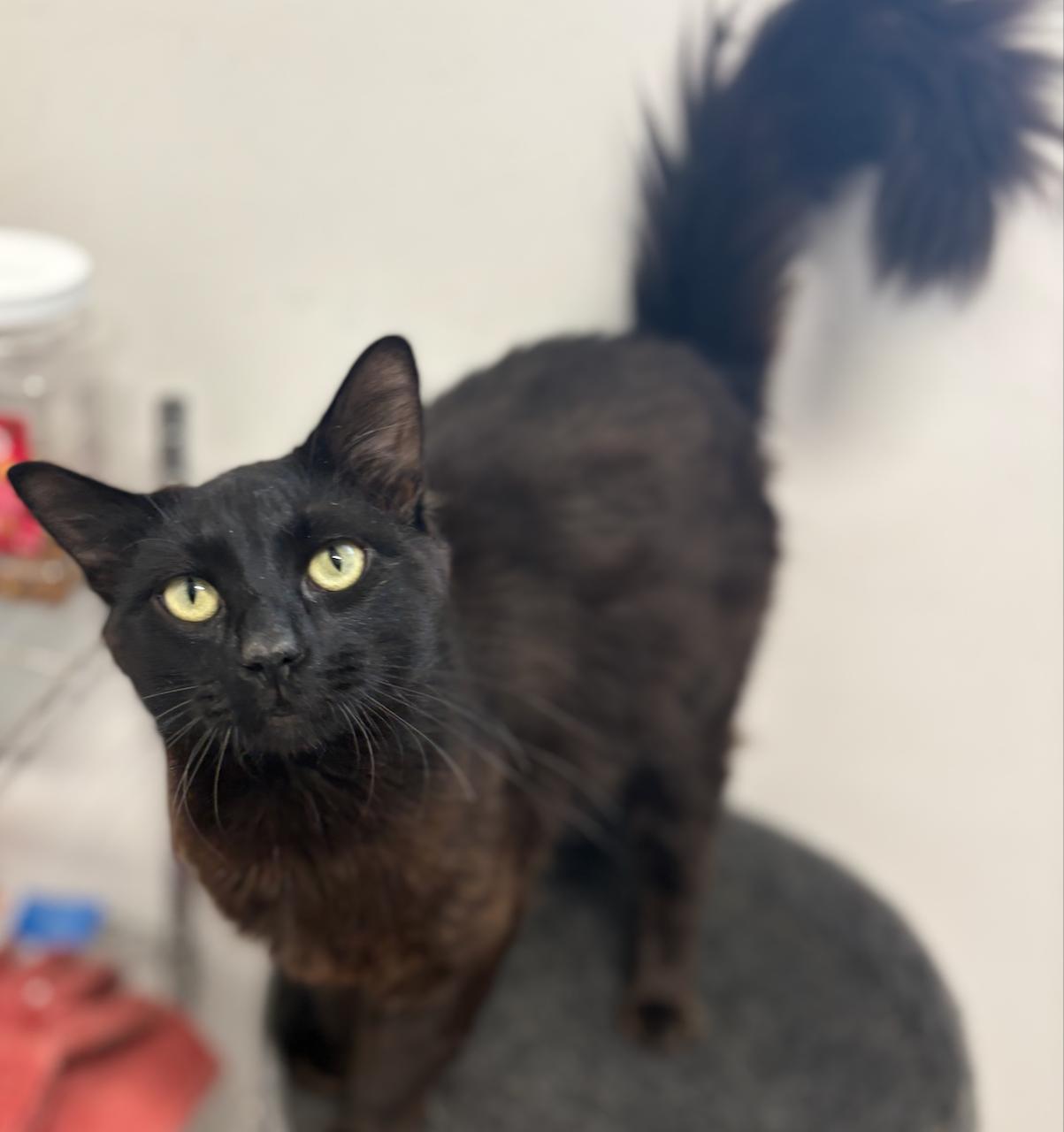 Baxter, adopted, Young Male Domestic Short Hair.