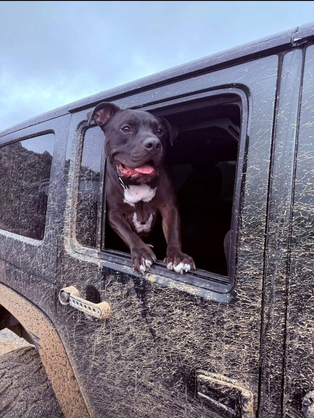 PARKER, Adoptable, Puppy Male Labrador Retriever & American Staffordshire Terrier.
