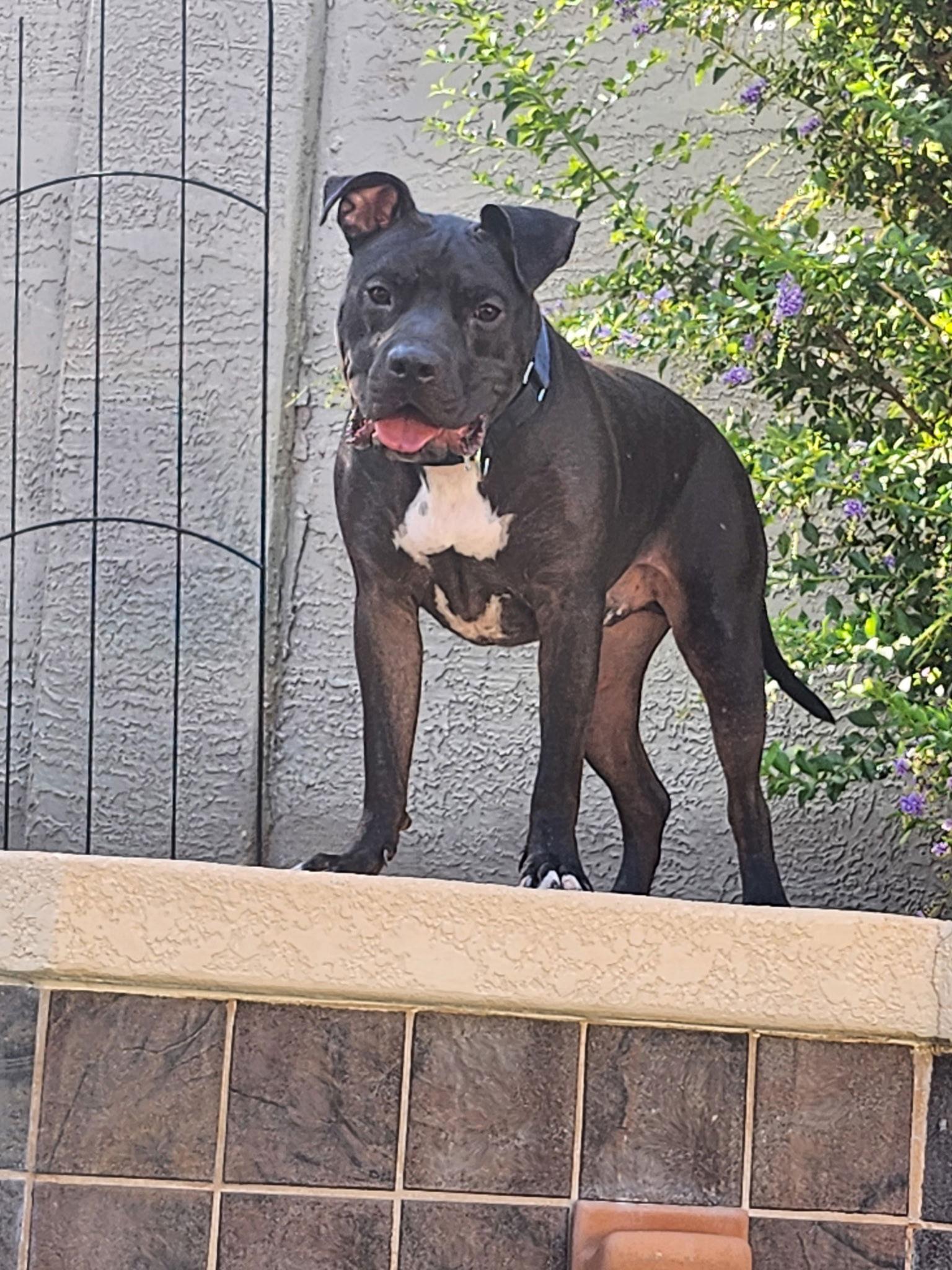 Enlarge PARKER, a Adoptable mixed breed in Chandler, AZ image 1/3