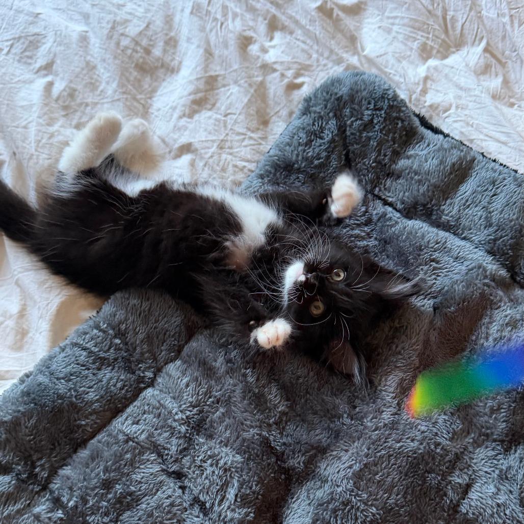 Enlarge Pierre, a Adoptable Domestic Long Hair in Los Angeles, CA image 1/6