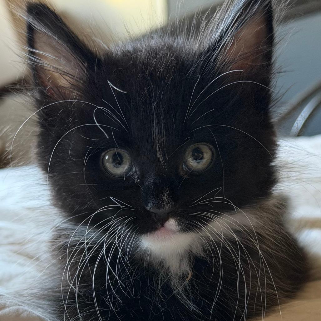 Enlarge Pierre, a Adoptable Domestic Long Hair in Los Angeles, CA image 4/6