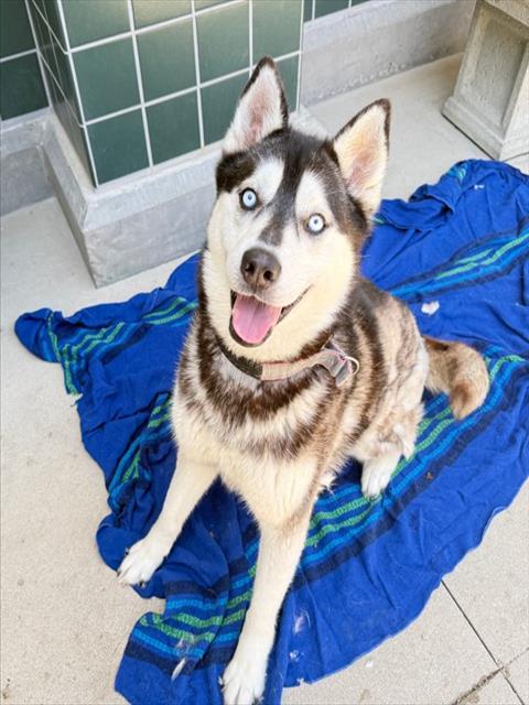Enlarge JESSIE, a Adoptable Siberian Husky in Rancho Cucamonga, CA image 1/1