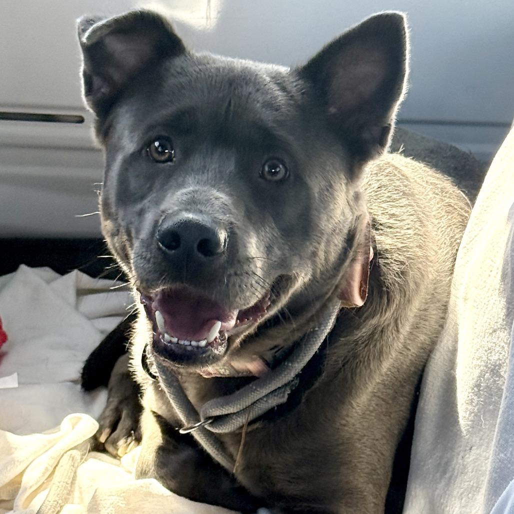 Enlarge Eeyore K19, a Adoptable Mixed Breed in Union, MO image 1/6