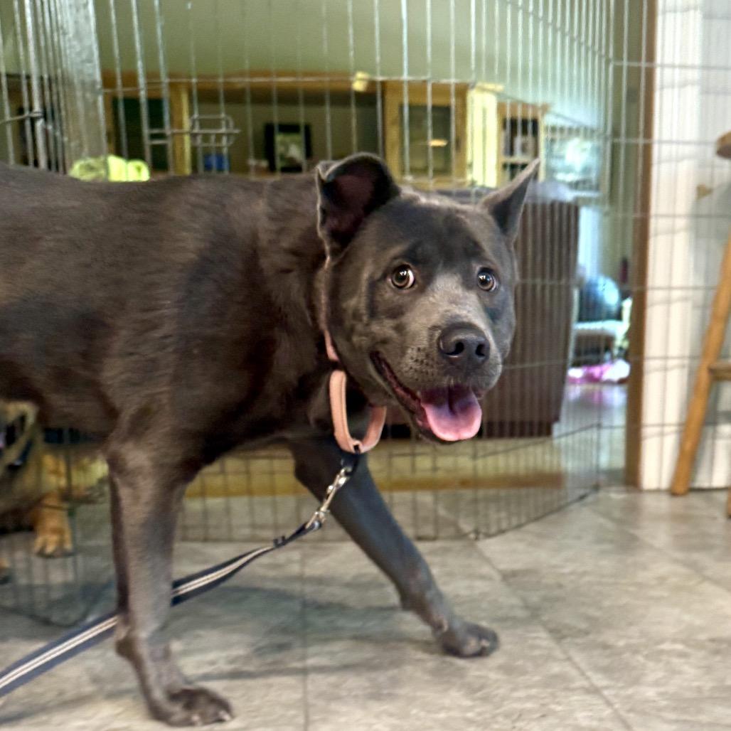 Enlarge Eeyore K19, a Adoptable Mixed Breed in Union, MO image 2/6