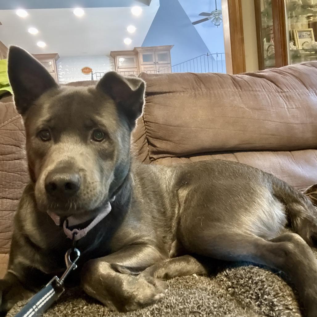 Enlarge Eeyore K19, a Adoptable Mixed Breed in Union, MO image 3/6