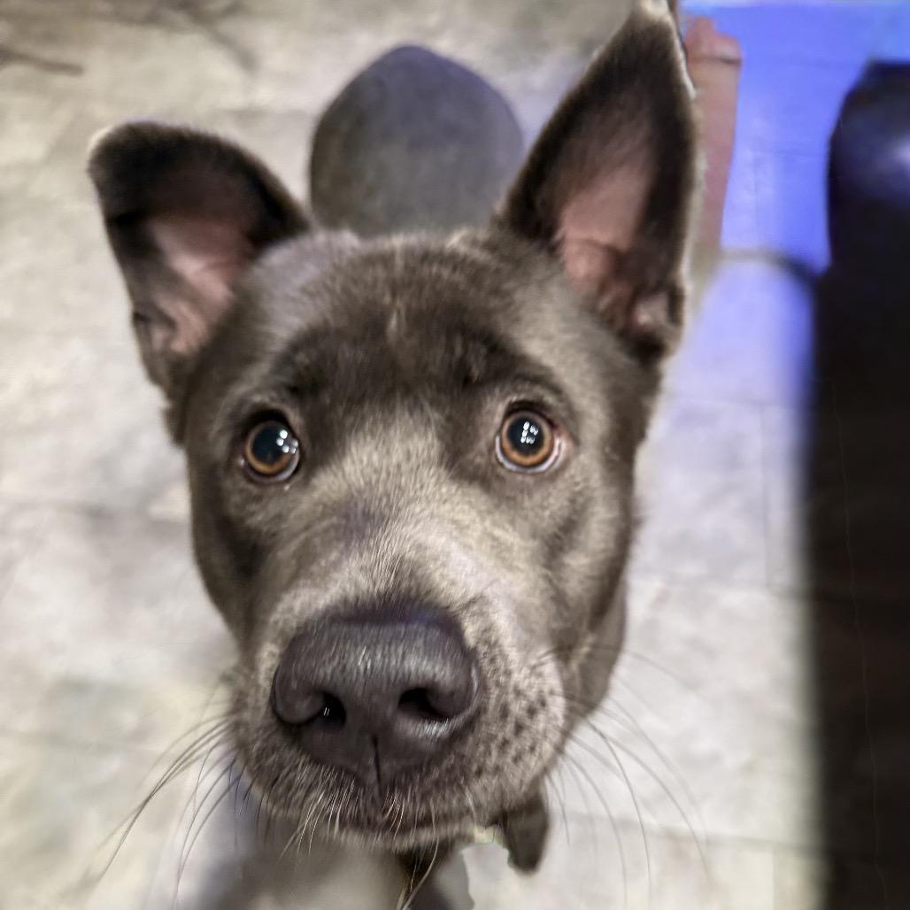 Enlarge Eeyore K19, a Adoptable Mixed Breed in Union, MO image 4/6