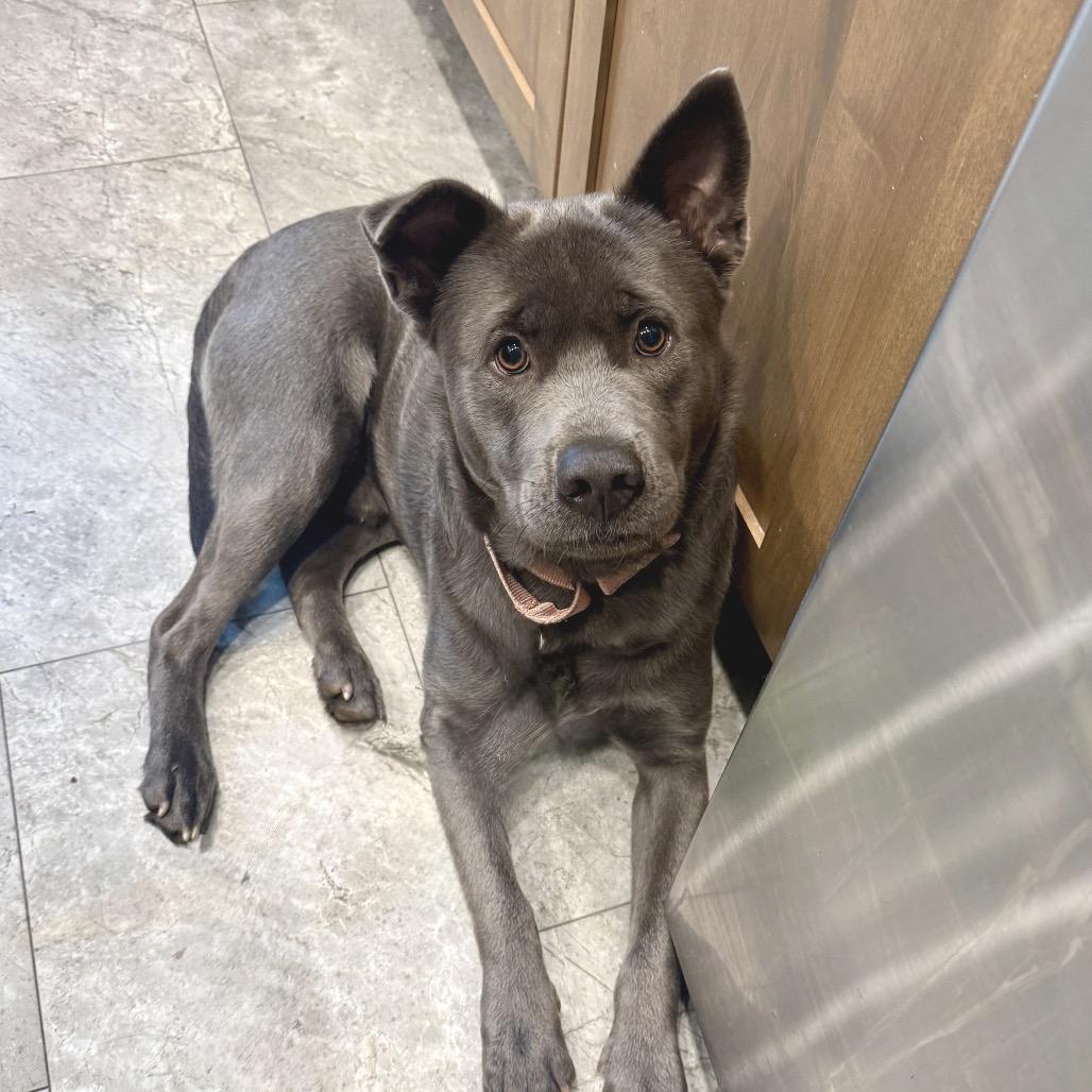 Enlarge Eeyore K19, a Adoptable Mixed Breed in Union, MO image 5/6