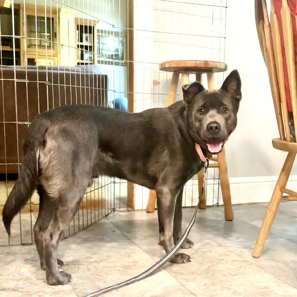 Enlarge Eeyore K19, a Adoptable Mixed Breed in Union, MO image 6/6