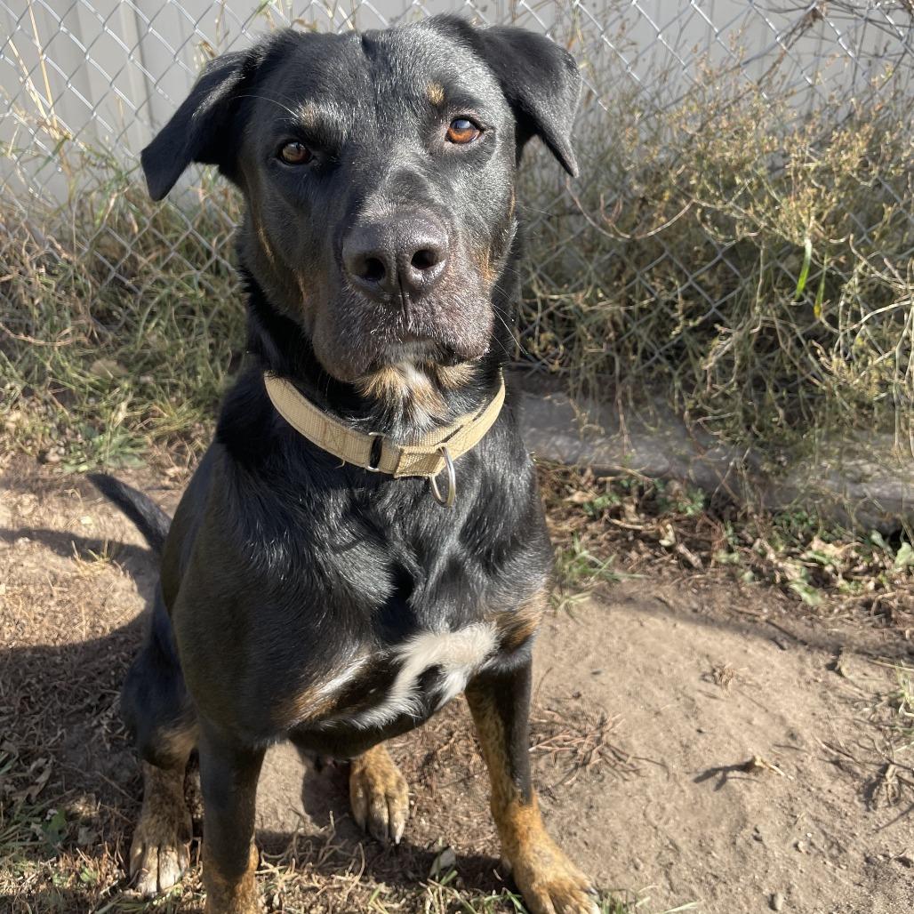 Baldwin, Adoptable, Adult Male Rottweiler.