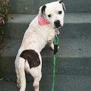 Kevin, a ADOPTABLE mixed breed in Sun Valley, CA image 4/5