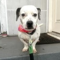 Kevin, a ADOPTABLE mixed breed in Sun Valley, CA image 2/5