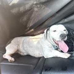 Kevin, a ADOPTABLE mixed breed in Sun Valley, CA image 3/5