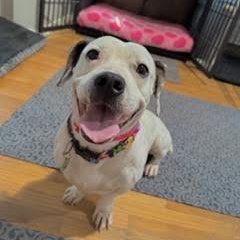 Kevin, ADOPTABLE, Young Male Dachshund & Pit Bull Terrier.