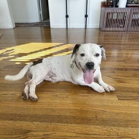 Enlarge Kevin, a ADOPTABLE mixed breed in Sun Valley, CA image 1/6