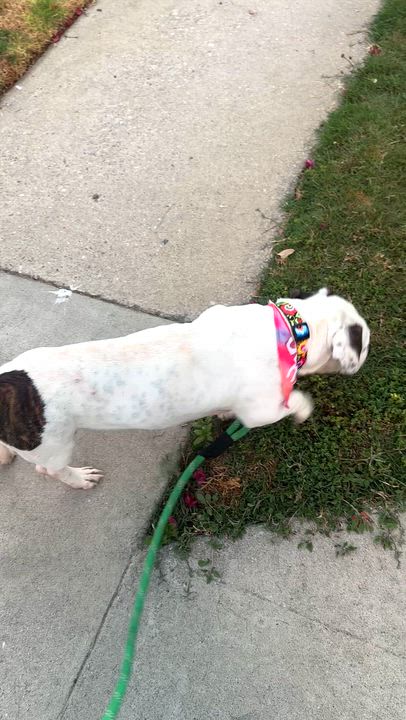 Enlarge Kevin, a ADOPTABLE mixed breed in Sun Valley, CA video 5/5