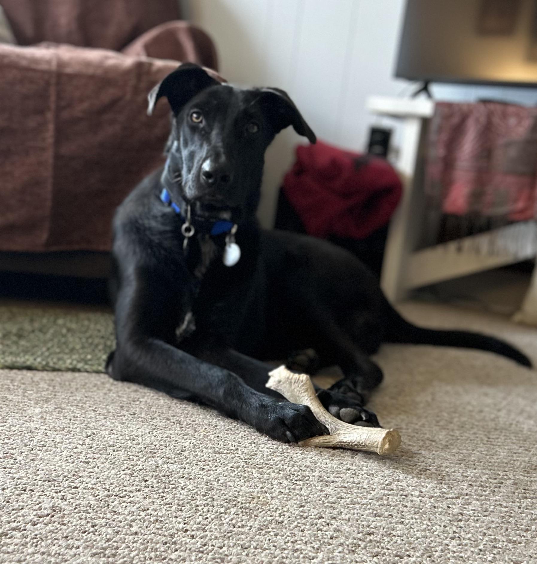 Howie, a Adoptable mixed breed in Warrington, PA image 3/5