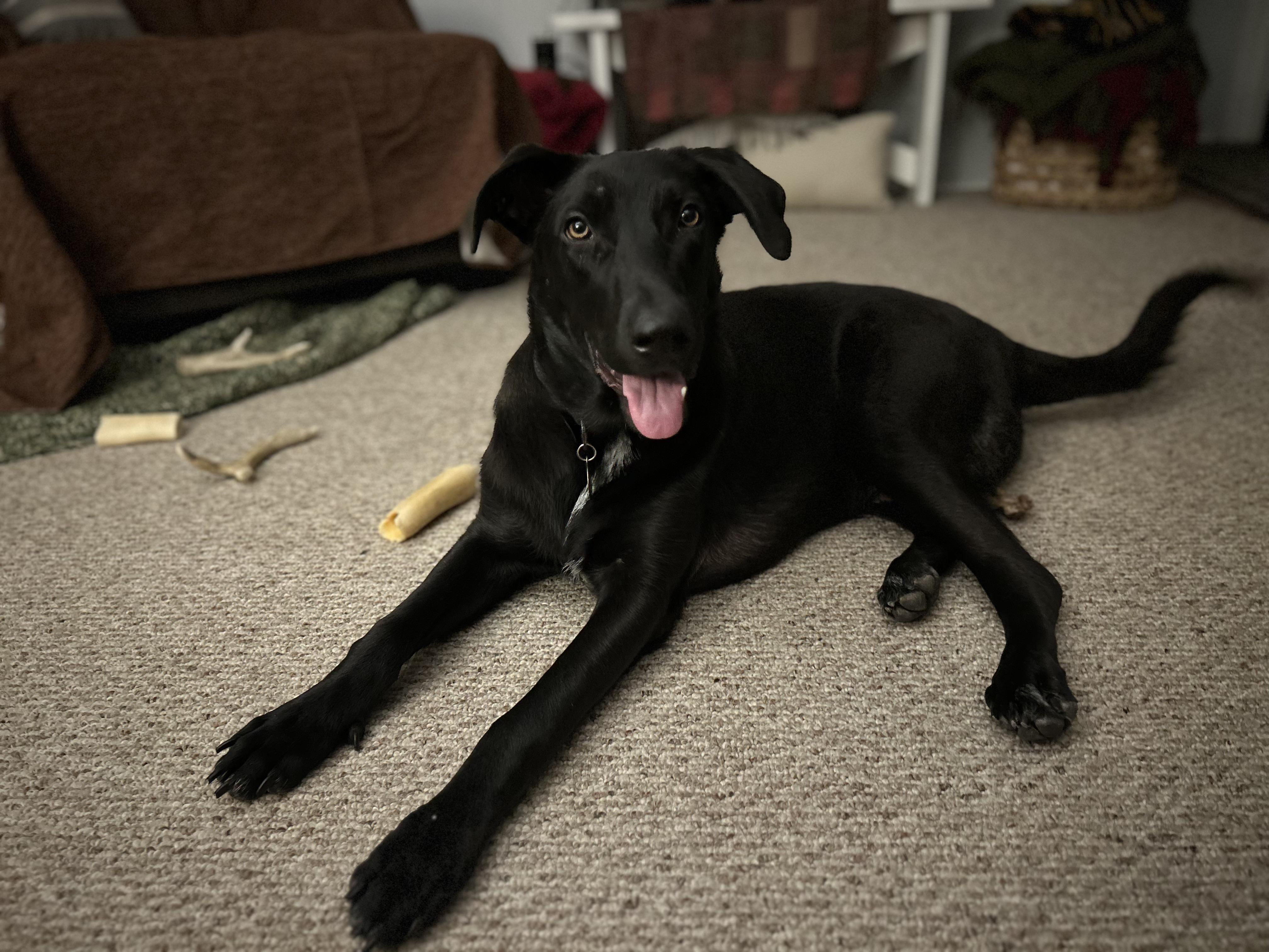 Howie, Adoptable, Young Male Labrador Retriever & German Shepherd Dog.