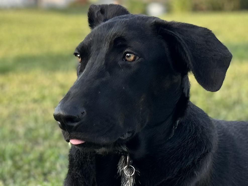 Howie, a Adoptable mixed breed in Warrington, PA image 2/5