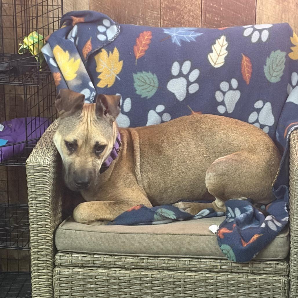 Enlarge Samantha, a Adoptable mixed breed in Blairsville, GA image 1/5