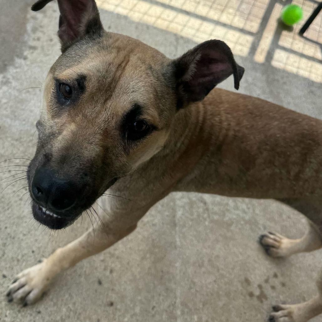 Enlarge Samantha, a Adoptable mixed breed in Blairsville, GA image 2/5