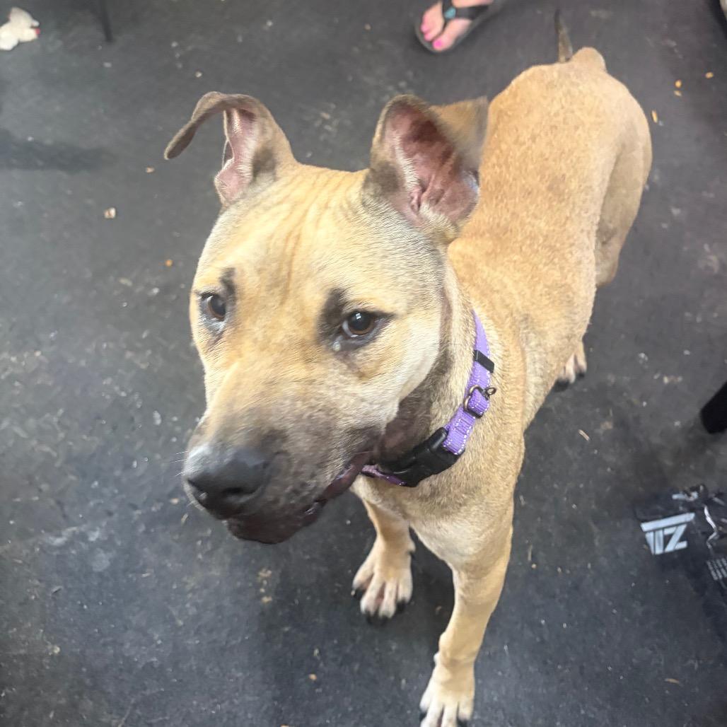 Enlarge Samantha, a Adoptable mixed breed in Blairsville, GA image 3/5