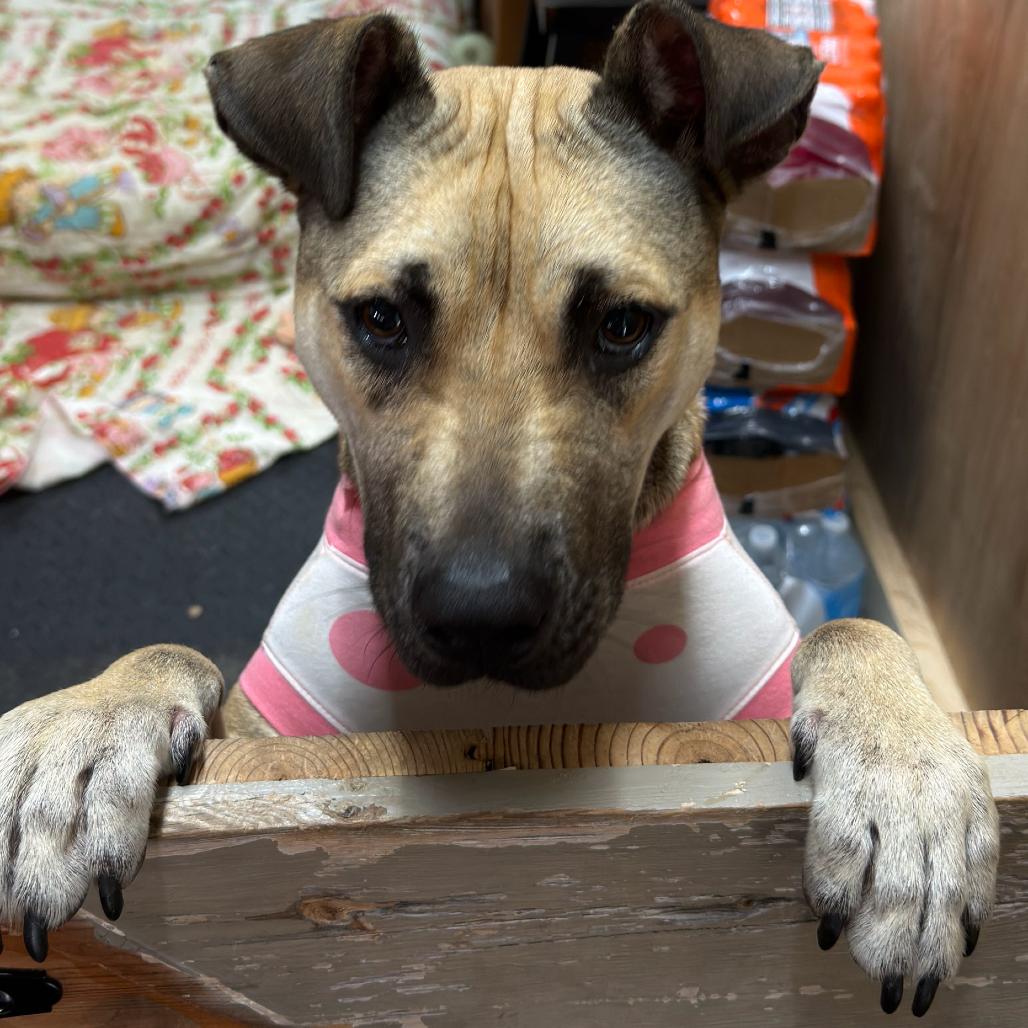 Enlarge Samantha, a Adoptable mixed breed in Blairsville, GA image 4/5