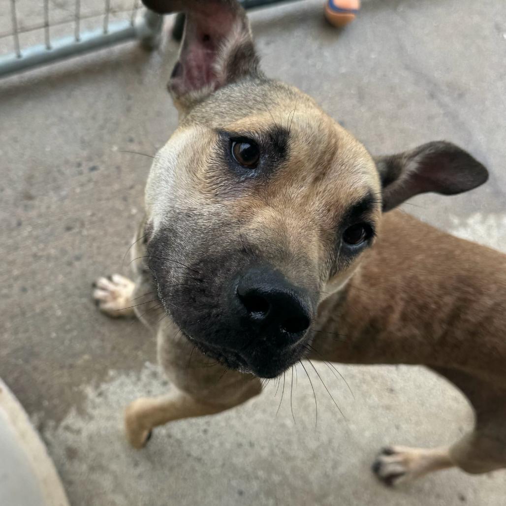 Enlarge Samantha, a Adoptable mixed breed in Blairsville, GA image 5/5