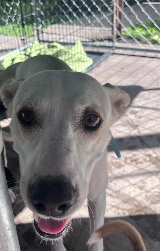 Enlarge Rosie, a Adopted mixed breed in CONROE, TX image 1/1