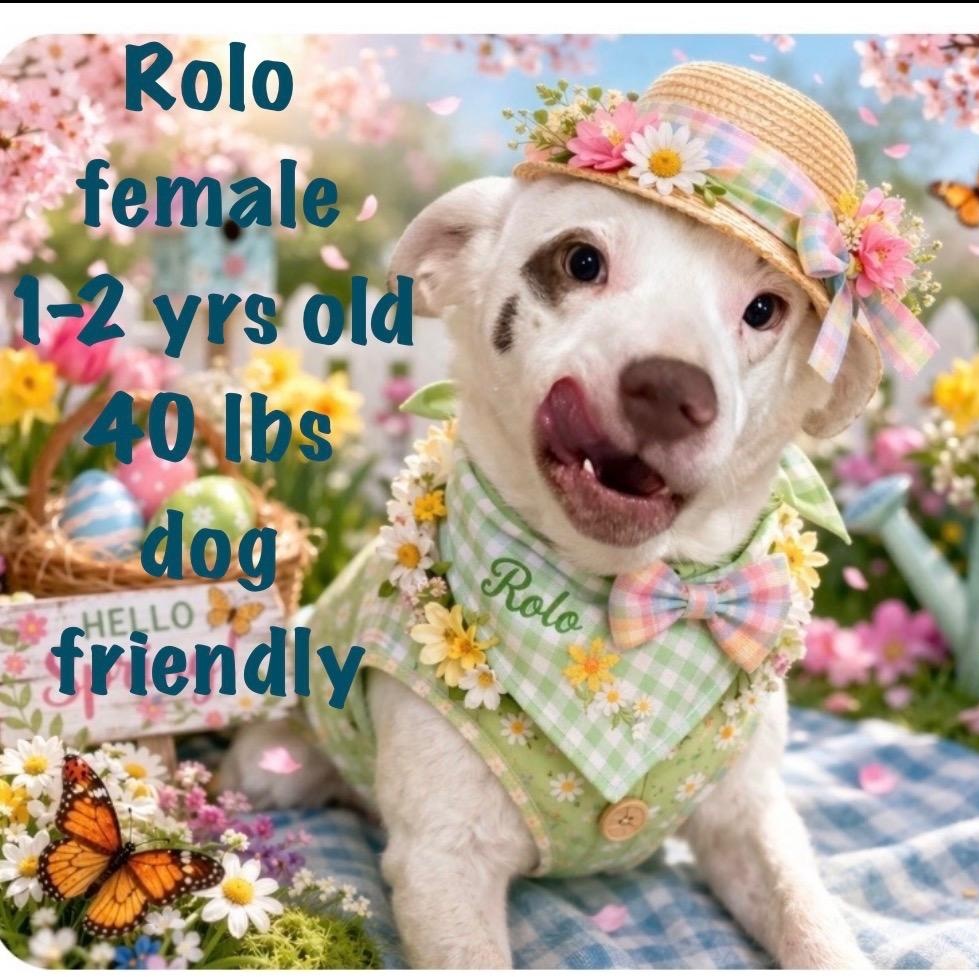 Enlarge Rolo, a Adoptable mixed breed in CHURCHVILLE, NY image 1/1