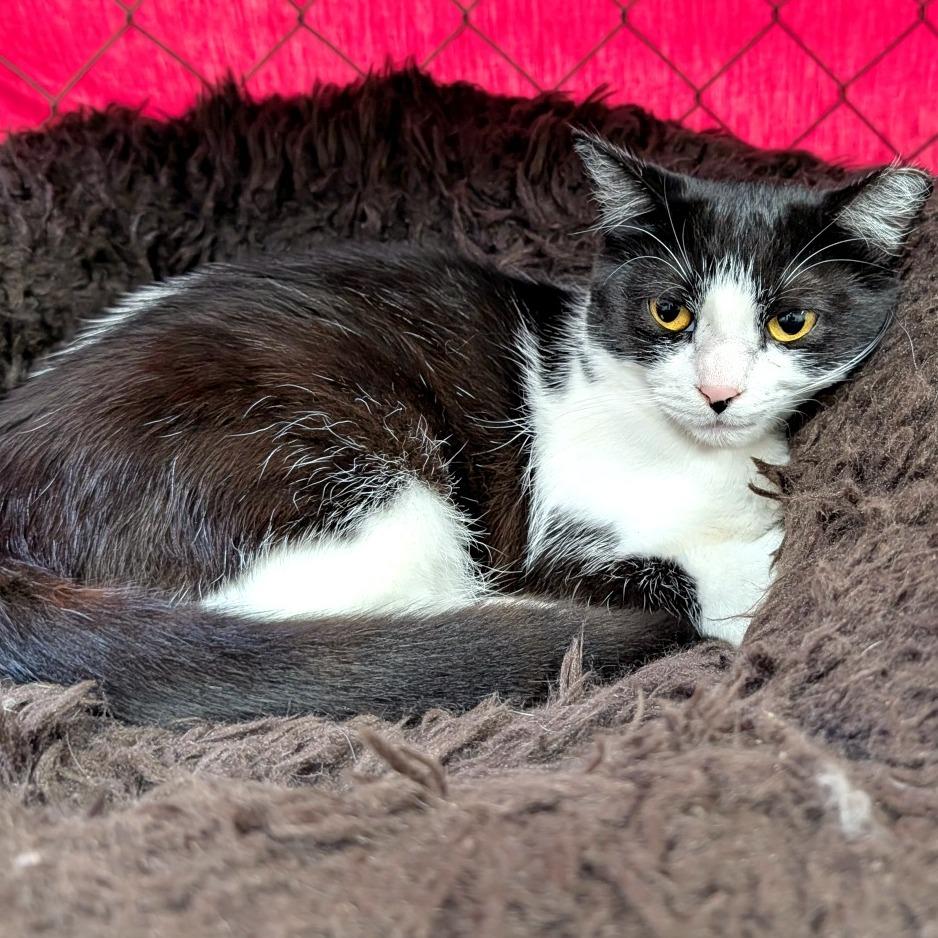 Countess, Adoptable, Young Female Domestic Short Hair.