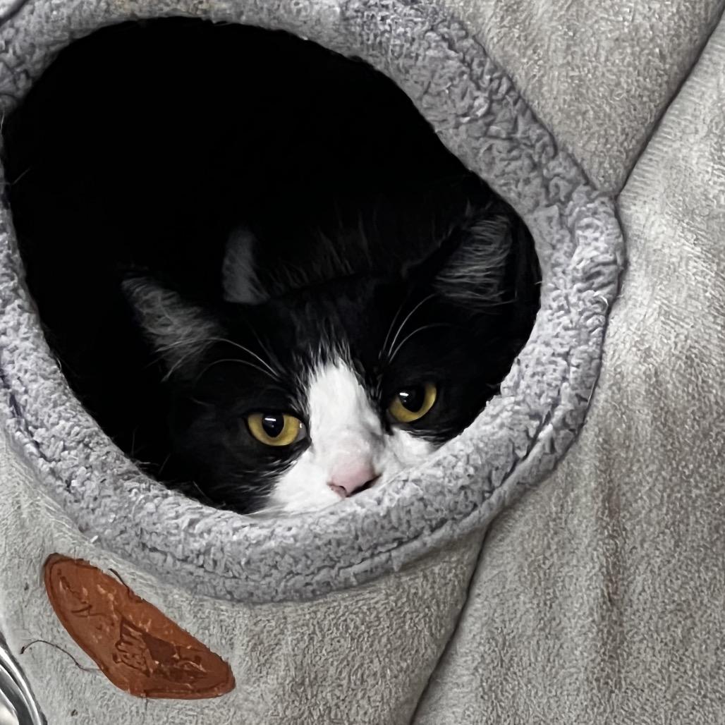 Countess, a Adoptable Domestic Short Hair in East Smithfield , PA image 2/6