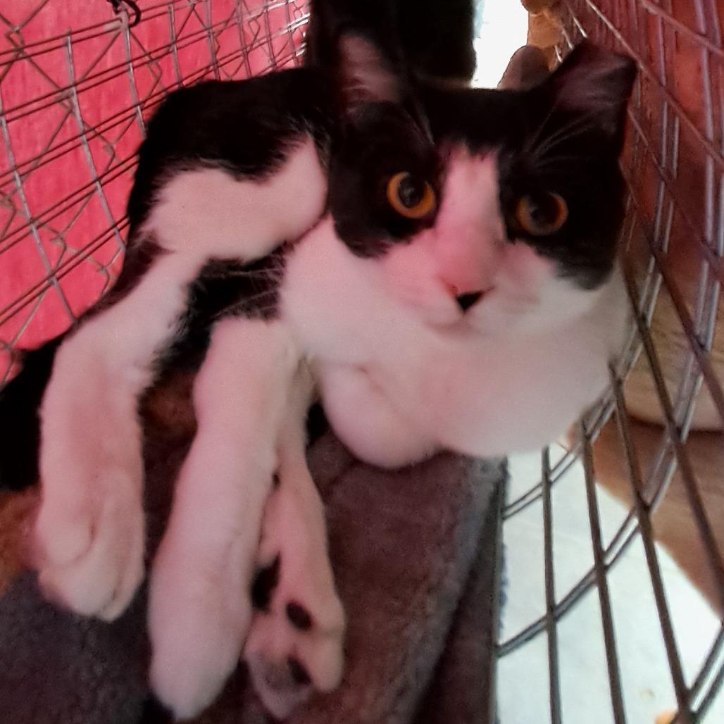 Countess, a Adoptable Domestic Short Hair in East Smithfield , PA image 3/6