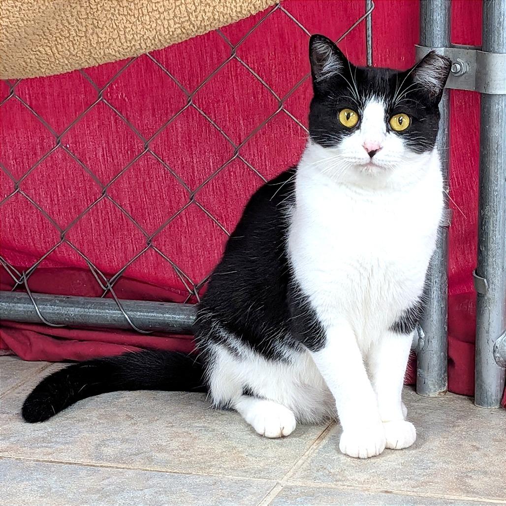 Countess, a Adoptable Domestic Short Hair in East Smithfield , PA image 4/6