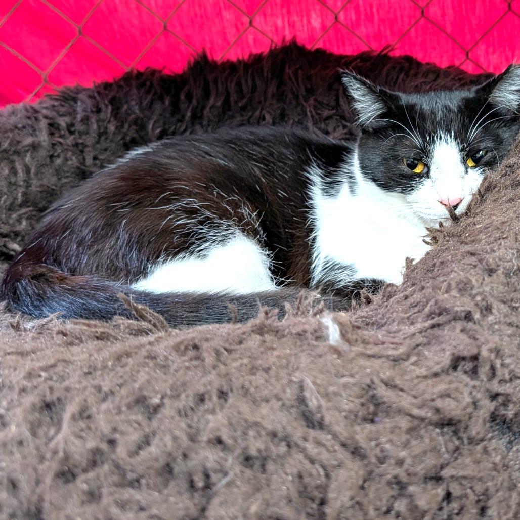 Countess, a Adoptable Domestic Short Hair in East Smithfield , PA image 5/6