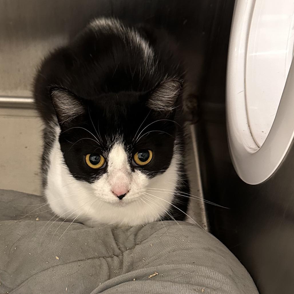 Countess, a Adoptable Domestic Short Hair in East Smithfield , PA image 6/6