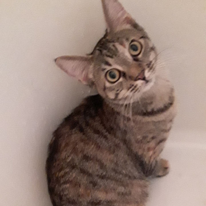 Cat for adoption a Domestic Short Hair in Mokena, IL Petfinder