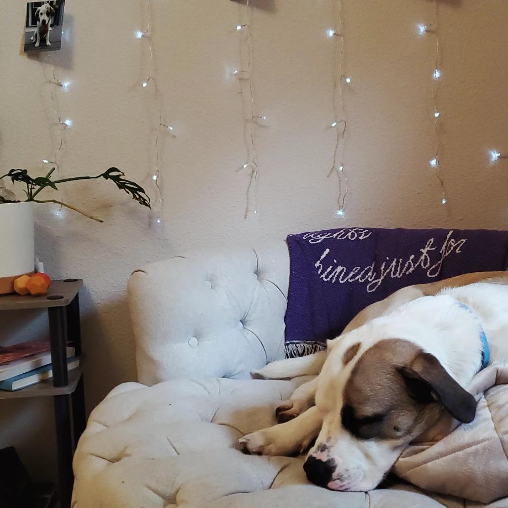 Skye, Adoptable, Young Female Anatolian Shepherd & Mixed Breed.