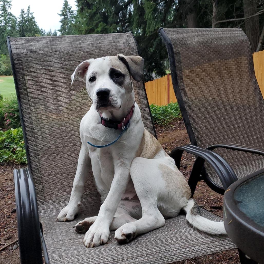 Skye, a Adoptable mixed breed in Bend, OR image 2/6